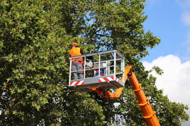 Best Tree Disease Treatment  in Neah Bay, WA